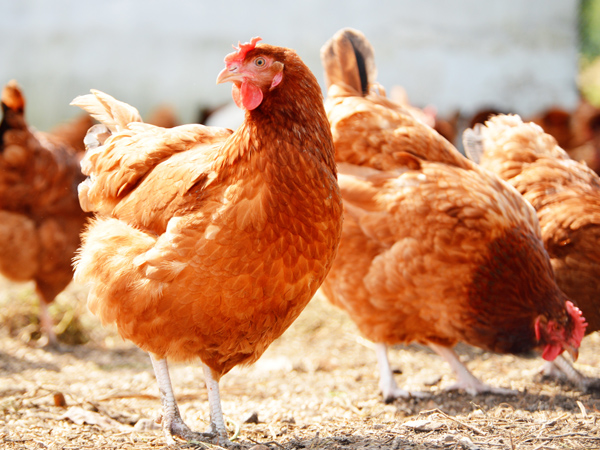 ΢Ԫϵһϵ˫رֳ˫ֵЧӦ