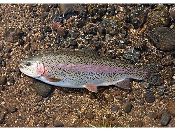 õпͭԴ