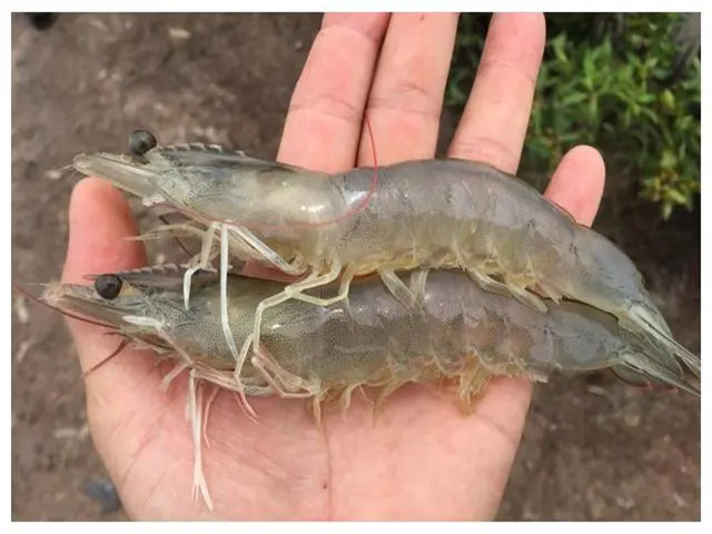 ϺֳʲôʱҪЩϺҪһҪղأ